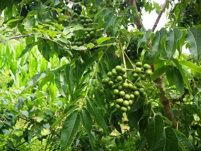 2018年暑假见到的野生植物