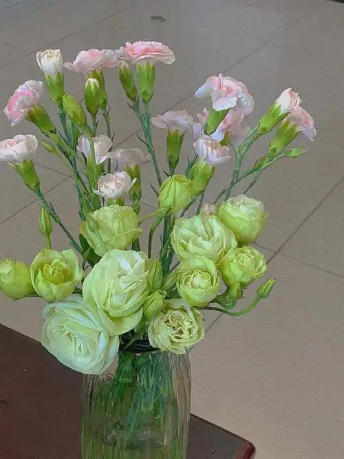 和洋桔梗放在一起堪称超长待机cpp2-3 玫瑰蜜桃雪山 非洲菊福娃 洋