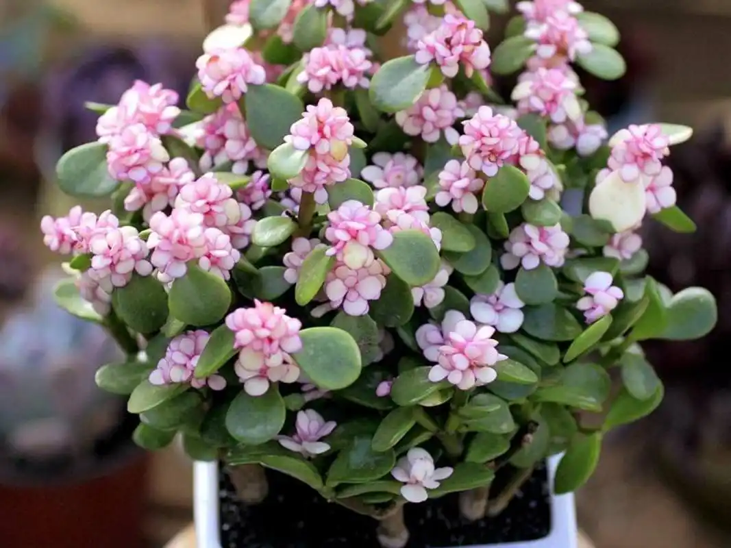 每日一花|金枝玉叶 金枝玉叶:别名马齿苋树,银杏木,为刺戟木科树马齿