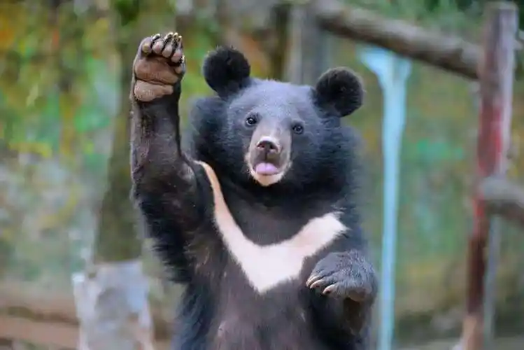 在野外碰到了黑熊怎么办?逃跑死得更快,装死要看运气