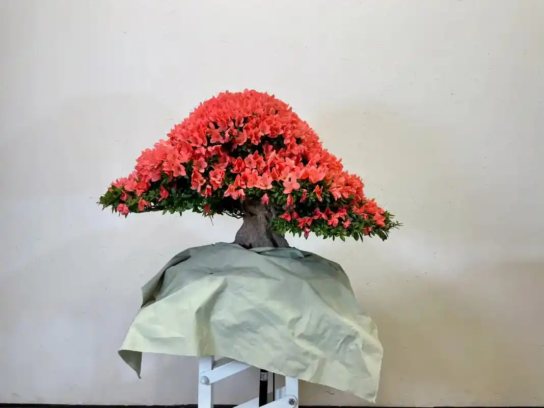 发表在日本皐月杂志的杜鹃花后标准化修剪,希望通过图片步骤对大 - 抖