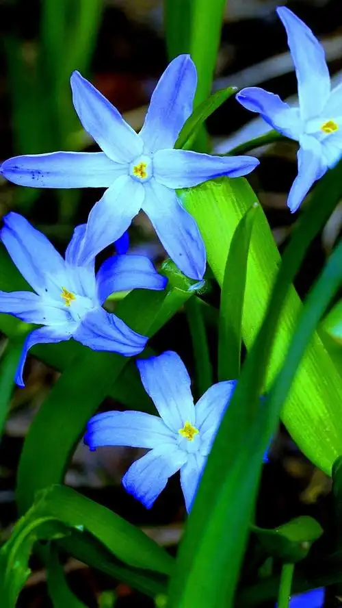蓝色的兰花,花,绿叶