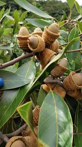 本草江湖第1539期