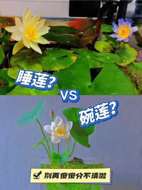 常见的就是睡莲和碗莲,作为植物新手发现很多人并不能区分睡莲和碗莲