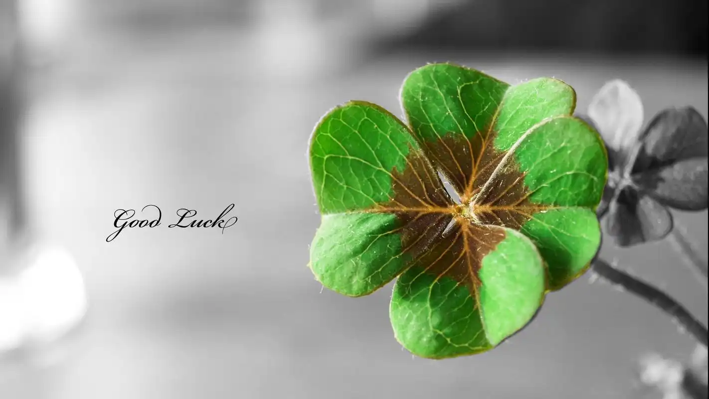 小清新绿色植物四叶草护眼桌面壁纸图片下载