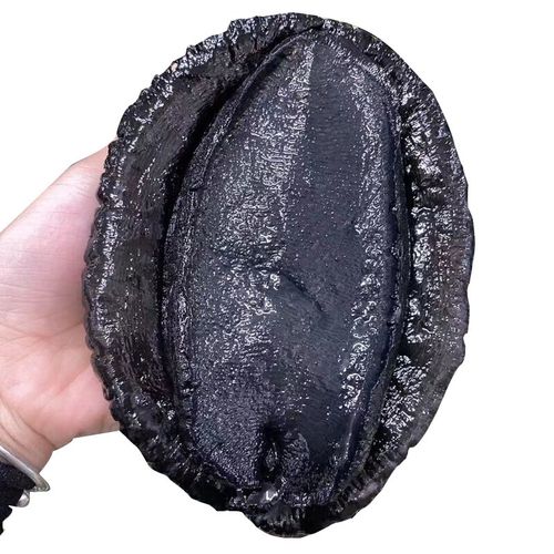 乐食港【活鲜】鲜活新西兰进口黑金鲍大鲍鱼海鲜500-600g/1只