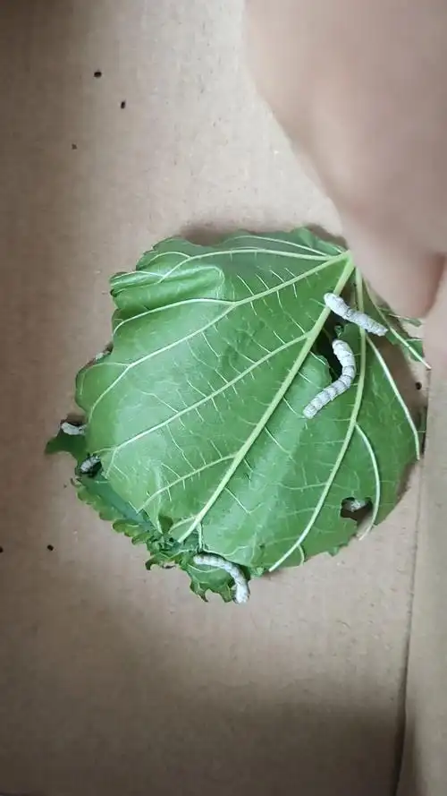 蚕宝宝又长大了