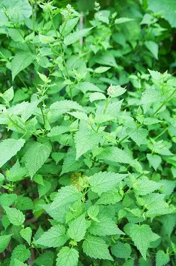 农田里生长旺盛的中草药藿香