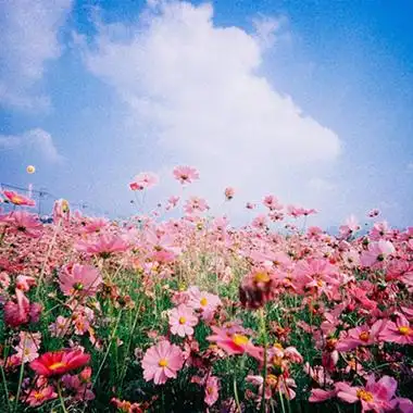 意境格桑花头像图片2021优选 格桑花盛开的时节你却没有_风景头像_有