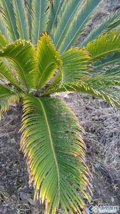 求助苏铁得了什么病虫害,谢谢