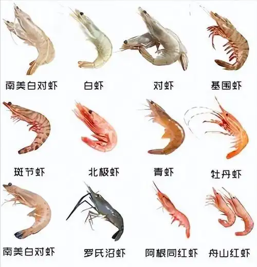 虾线是虾的"粪便",吃了到底有没有害?