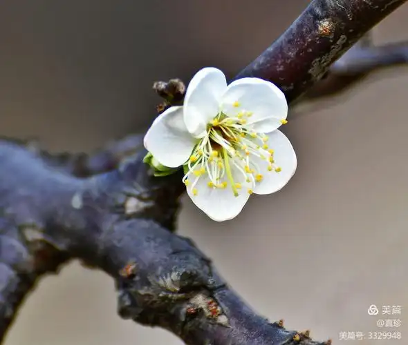 梅花的典型花形为五瓣,围绕一个圆心表现出典雅庄重的美感.