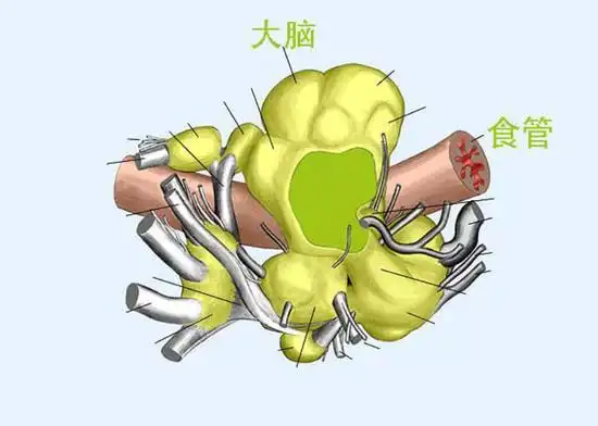 章鱼有着特殊的环形大脑,围绕着它的食管.