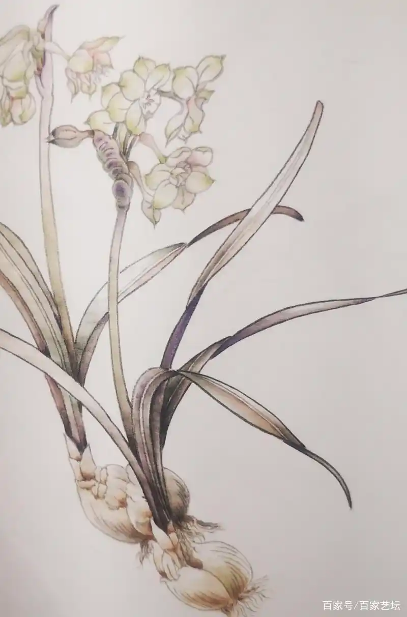 如何画好工笔水仙花