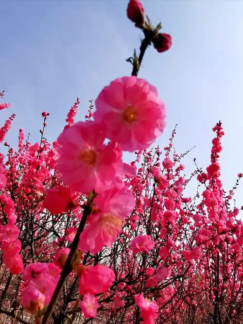 花繁色艳小桃红