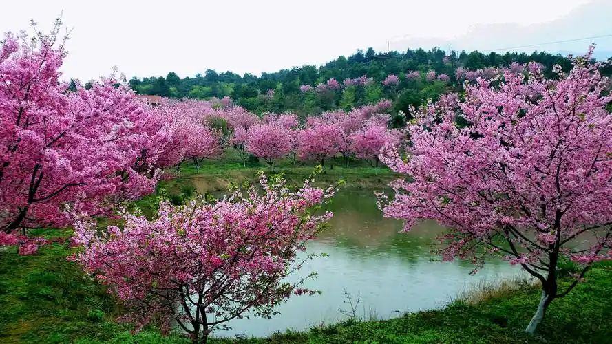 点击一下,一次看遍春天的美景!
