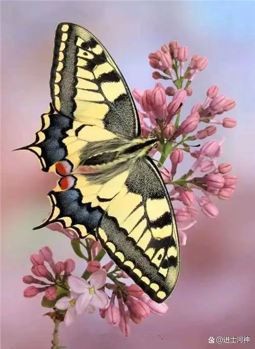 虫图欣赏:蝴蝶与蜻蜓