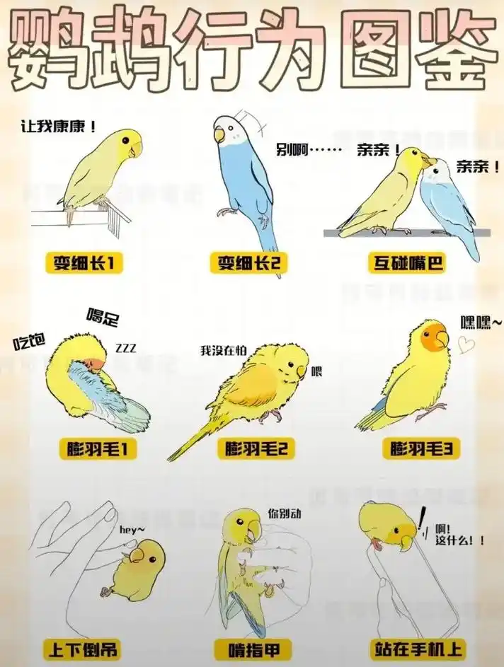 牡丹鹦鹉 #虎皮鹦鹉 #玄凤鹦鹉 - 抖音