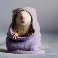 超萌真仓鼠头像真实的小仓鼠图片萌死人头像