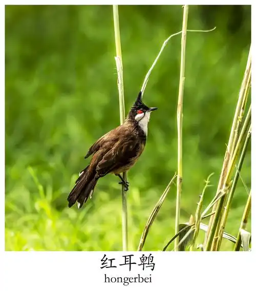 看图识鸟 近期拍摄部分鸟类,为方便鉴赏以中文拼音标注,因网络查询