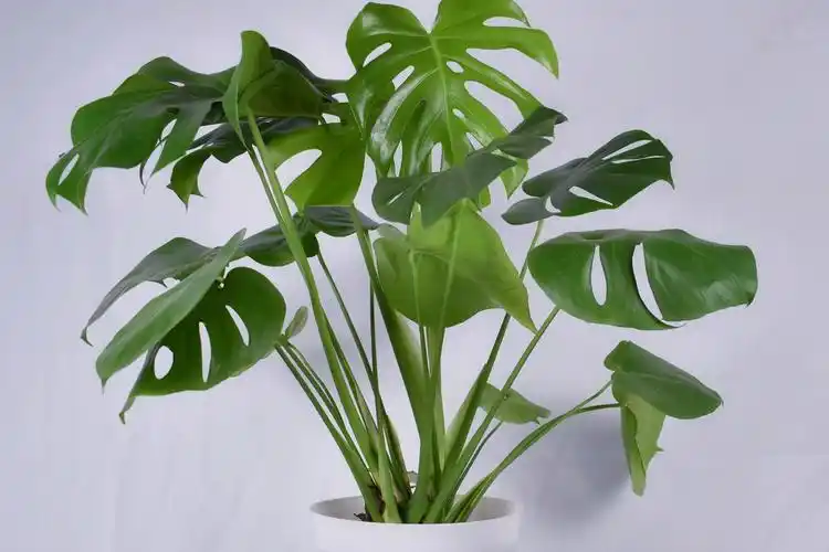 家居绿植推荐:让你的客厅充满生机 家装新居,你是否也想在客厅添上