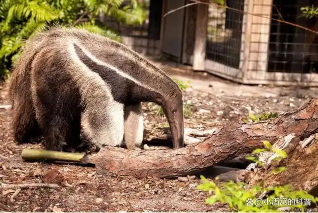 被称为"蚂蚁收割机"食蚁兽,是如何绅士进食
