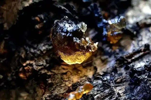 琥珀诞生的故事