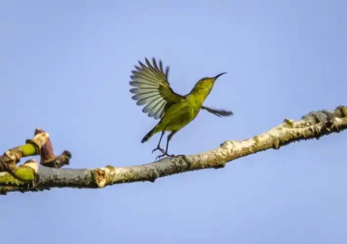 站在高大的木棉树上振羽高呼:"森林湖,早晨好!