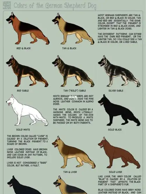 你最爱什么颜色的德牧