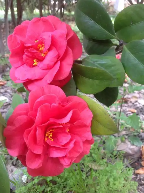 原产我国,公元7世纪初,日本从我国引种茶花,到15世纪初大量引种我国