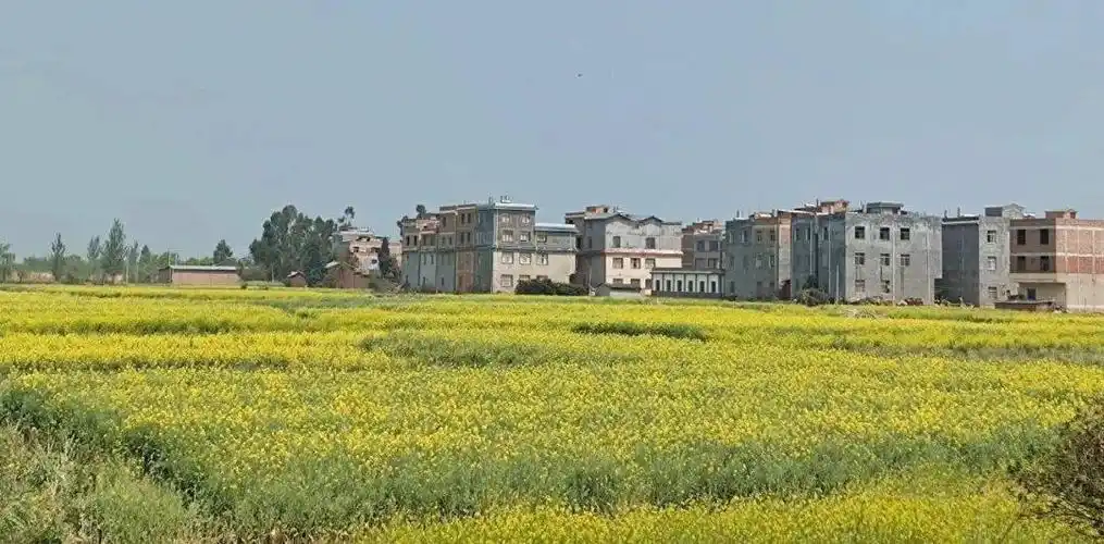 拆大棚回归传统农业看晋宁沙堤村的乡村振兴之路