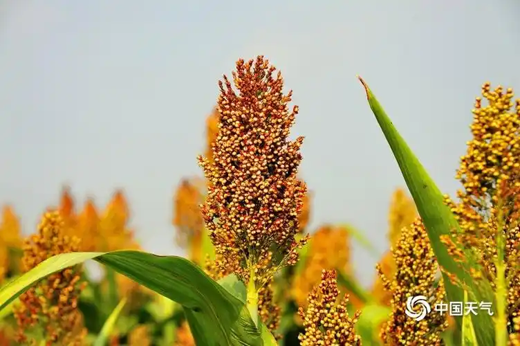 秋风起高粱红河南汝州田间丰收好景象