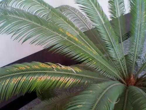 求助我的铁树出现了好多斑点怎么解决