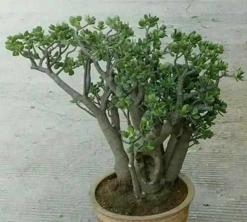 玉树修剪造型,做好5个要点,一年长成老桩盆景!