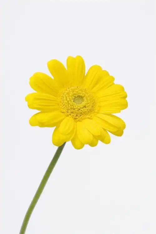 简单花朵图片第22张