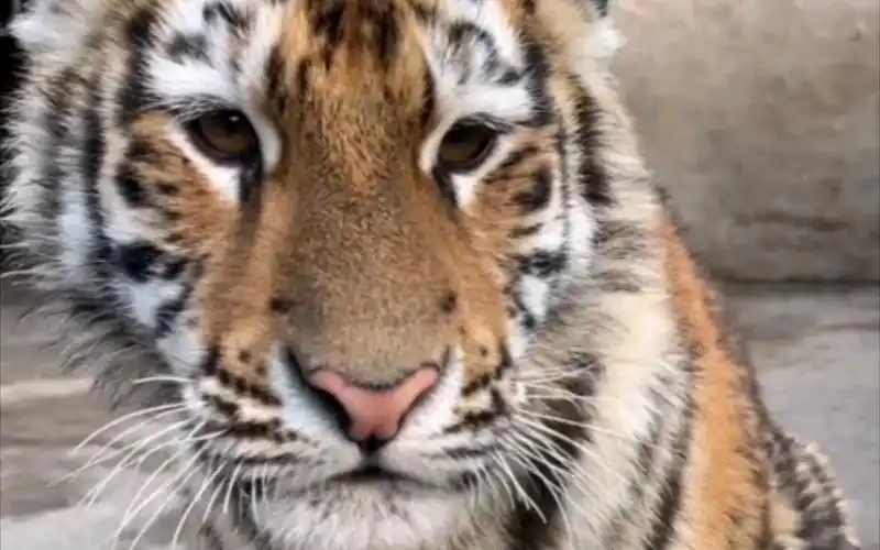 虎仔日常:双胞胎小老虎奶凶奶凶的好可爱