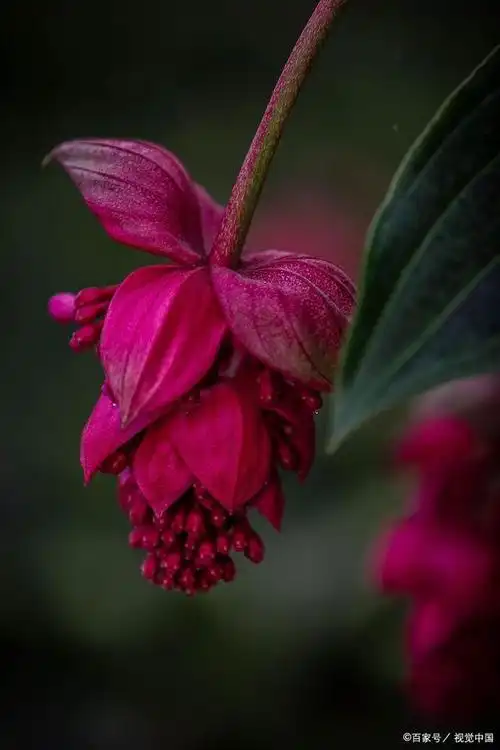 五种名贵花卉盆栽,开花大气,提升家居档次