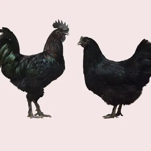 武功县长宁镇焦赵村锦山养鸡供应黑羽乌骨鸡1000只 量大从优