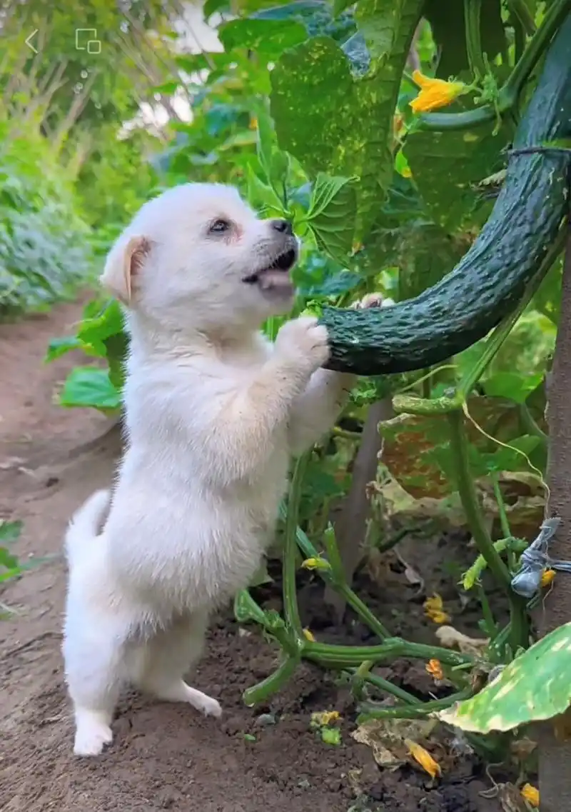 我们是看你吃黄瓜的吃瓜群众[笑哭][笑哭][笑哭]#搞笑# #狗狗# #社会