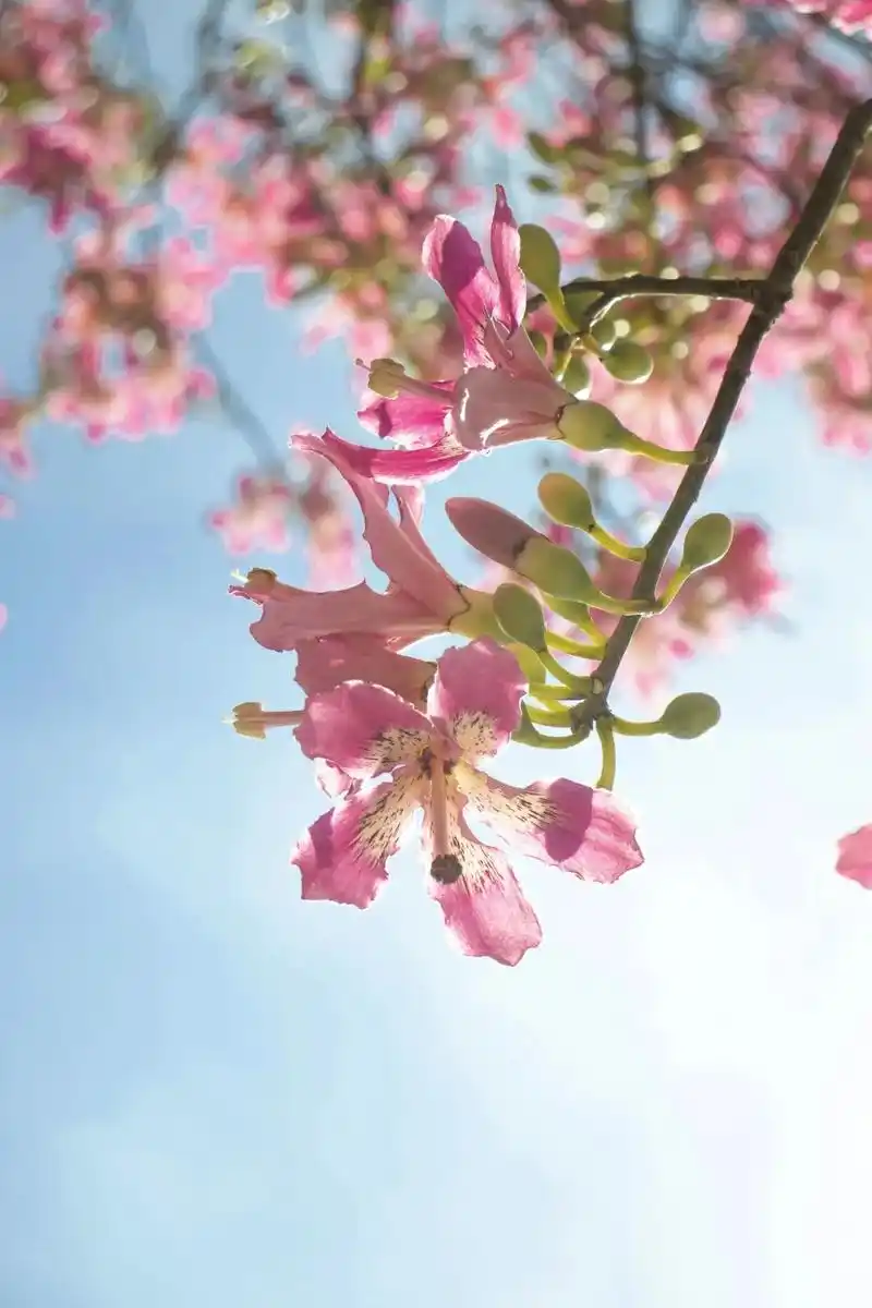 风轻轻一抹   异木棉肆意盛放   "乱花渐欲迷人眼"   这是风的欢喜