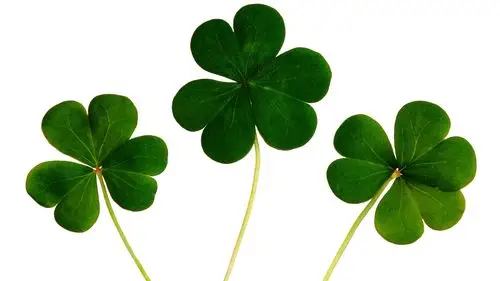 叶子的离去,是风的追求,植物-回车桌面