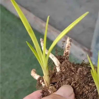 才**惠兰**黄草黄心