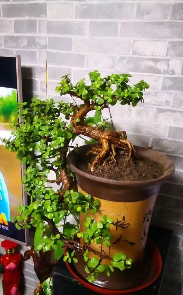 10月养玉树金枝玉叶喂上1勺壮骨肥老桩长得快叶子密