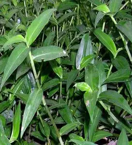 秒杀竹叶草 水竹叶鸭跖草 现采新鲜野生鸭拓草竹叶菜碧竹子尿/毒