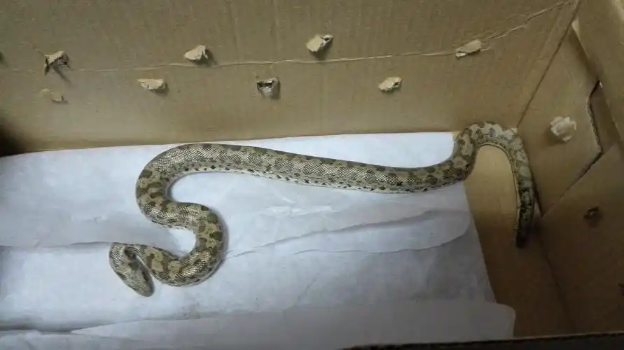 请各位大神看看这是什么蛇,是短吻蝮蛇吗,最重要的,有毒吗,这回可在我