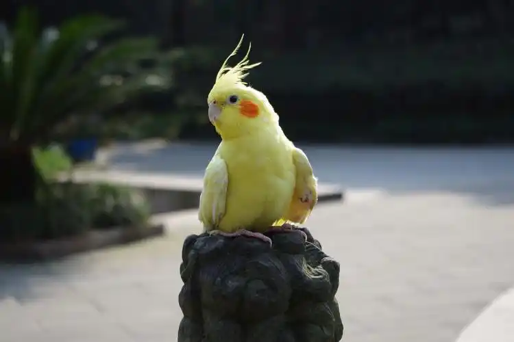 玄凤鹦鹉(大家猜猜主镜焦距吧,有10人猜就公布答案)