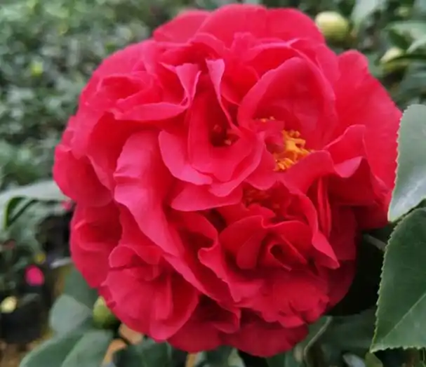 它被誉为"茶花之王",牡丹型,花香浓郁,花色艳丽喜庆