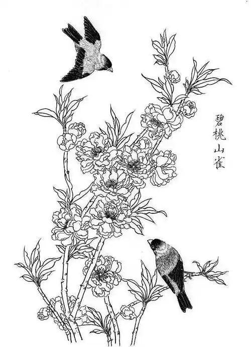 素材一组白描花鸟画稿25图