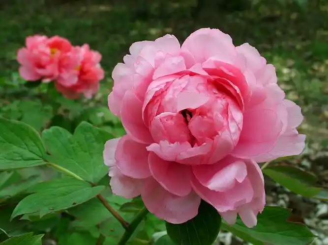 赵成清东湖牡丹摄影作品欣赏