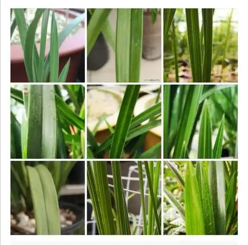 如何通过看叶,看叶脉,看花,看舌认识兰花?